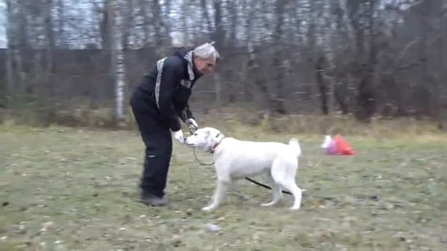Дрессировка САО (алабай) смотреть онлайн