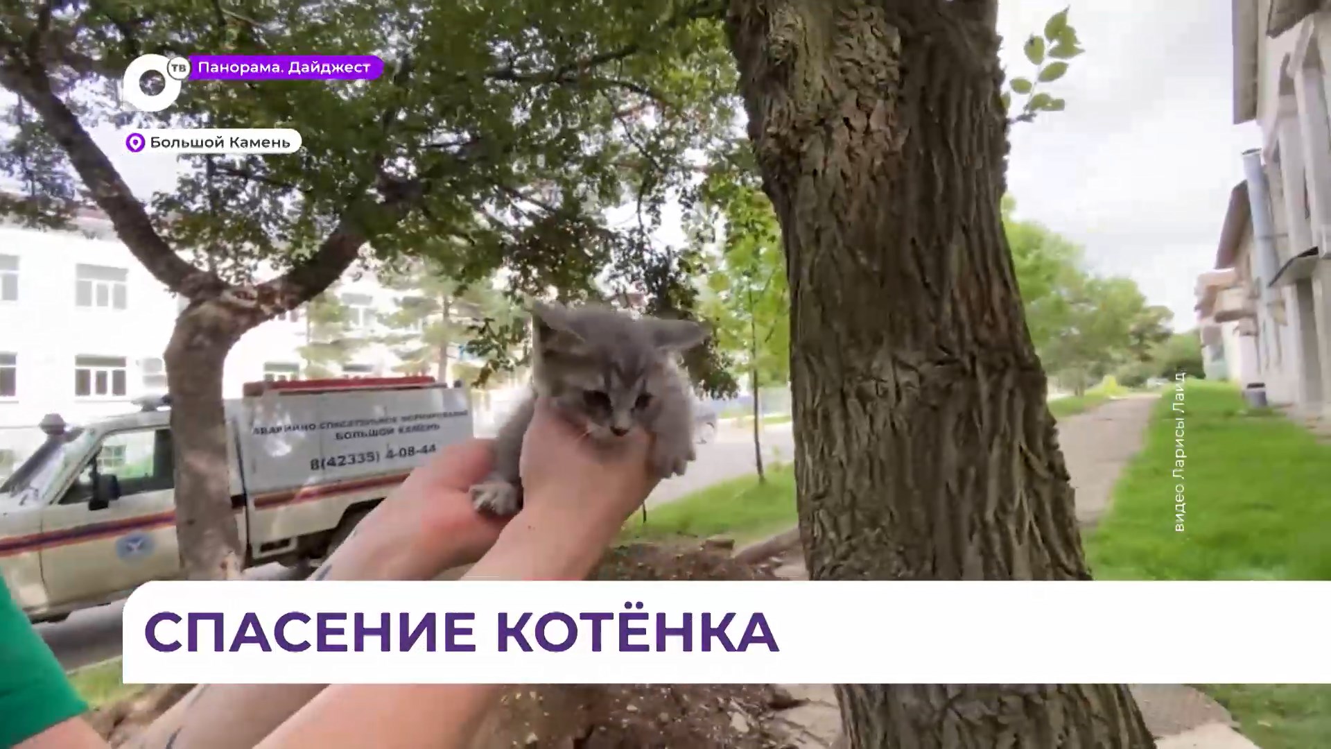 Как снять котенка с дерева лучшими способами! Как снять котенка с дерева лучшими способами!