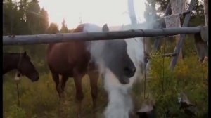 Прогулка в Сибирь