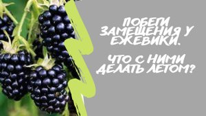 Побеги замещения на бесшипной ежевике?. Что с ними делать летом?