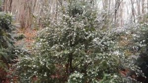 Un camélia à petites fleurs