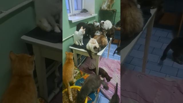 Помощь неравнодушных людей. смотреть онлайн