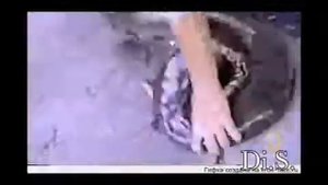 ЧЁРНАЯ КОБРА в ДАГЕСТАНЕ.