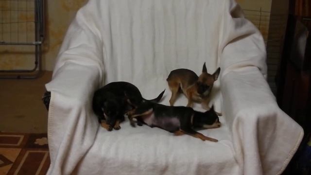 ТОЙ терьер Русский от МЭРЛИН ДОГС 8-916-117-53-38 смотреть онлайн