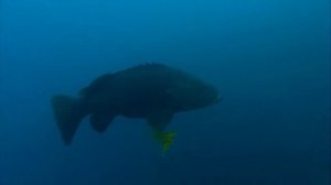 Как живётся индоокеанскому гигантскому груперу (Epinephelus lanceolatus) на затонувшем пароходе ?