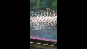 Opel Astra Дизель глохнет на ускорении.