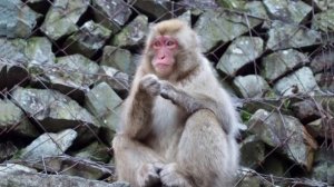 "Что такое зоопарк? "?