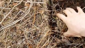 СУПЕР УДАЧНЫЙ КОП НА САХАЛИНЕ. Карафуто. Монеты жменями. Sakhalin