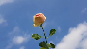 슈퍼센세이션 장미, 미니핑크장미 | Super Sensation Spray Rose