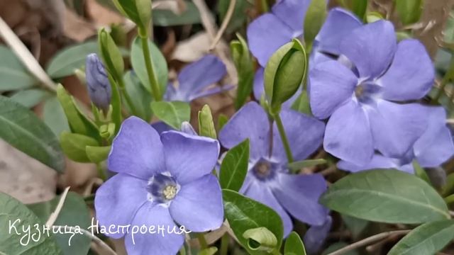 29 апреля День Ирины. Что нельзя делать 29 апреля. Народные традиции и приметы.