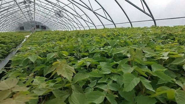 Manitoba Maple (Acer Negundo) At Tree Time Greenhouses Aug 5 In Peat Plug Production For Shelterbel