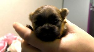 Щенкам шпица 13 дней. Шпицы открыли глаза, учатся ходить. Шпиц Бэлла держит оборону. Оли не отстает