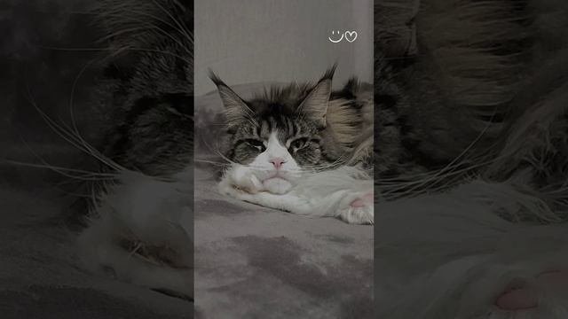 мейн-кун Анфиса? замечталась?