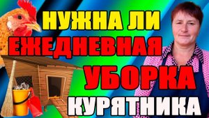 Как уборка курятника влияет на яйценоскость кур. Нужна ли ежедневная уборка курятника.