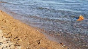 Змея в озере Иссык-Куль