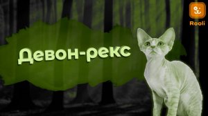 Девон-рексы: Экзотическая красота среди кошачьих пород