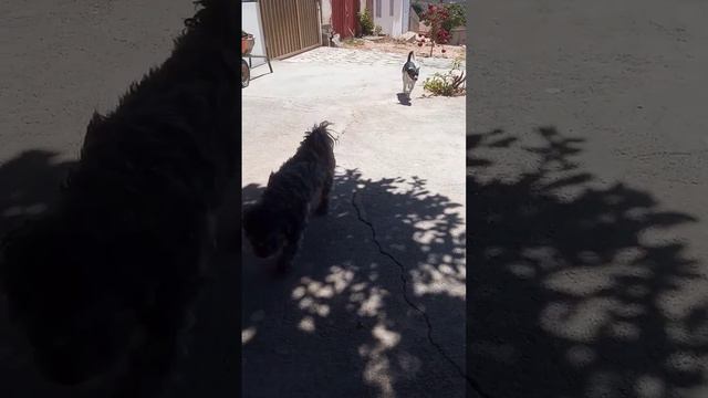 animais #fy #fypp #dog #cachorros #bob #lupy смотреть онлайн