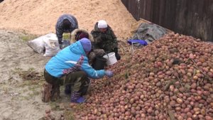 Уборка картофеля в Агрофирме Толькинская