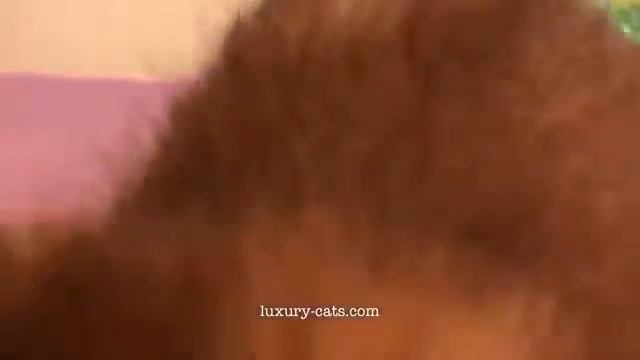 Baby Caracal смотреть онлайн