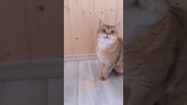 Британская кошка золотая шиншилла из питомника. Элитная британка.