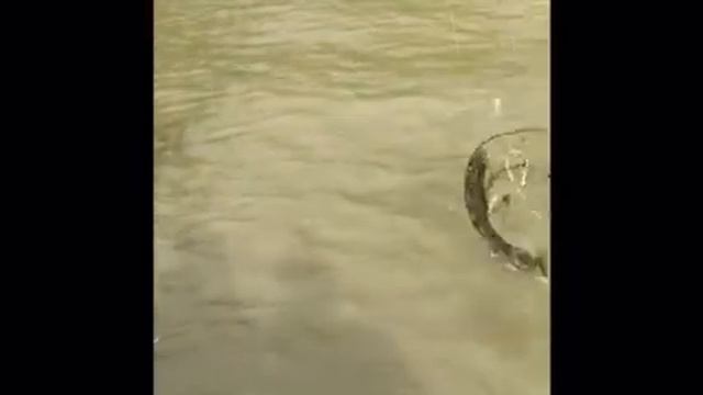 Ловля раков в краснодарском крае. На червя смотреть онлайн