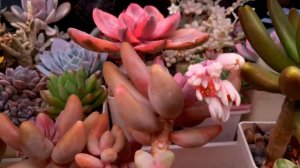 Как отличить виды суккулентов друг от друга.