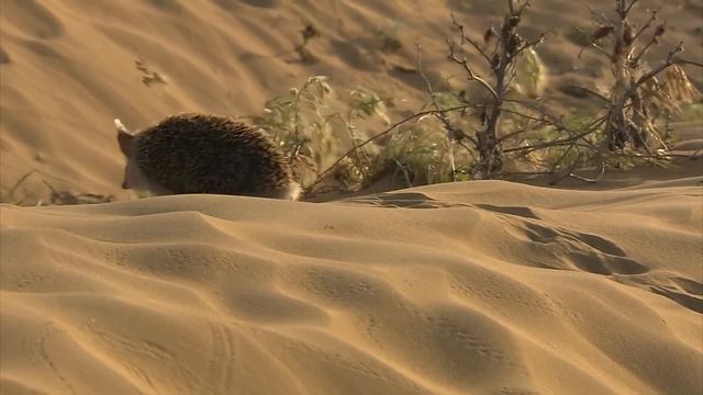 CUTEST Exotic Pets You Can Legally Own смотреть онлайн