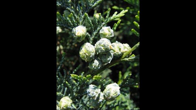 Odcinek #125 Cyprysik Lawsona (Chamaecyparis lawsoniana) смотреть онлайн