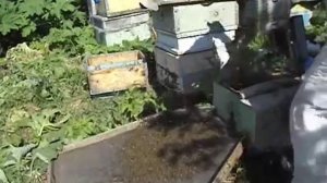 роение пчел - семья пчел в роевом состояни, как недопустить роения и получить товарный мед от пчел