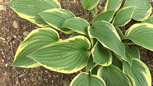 Hosta fortunei ´Aureomarginata´ смотреть онлайн