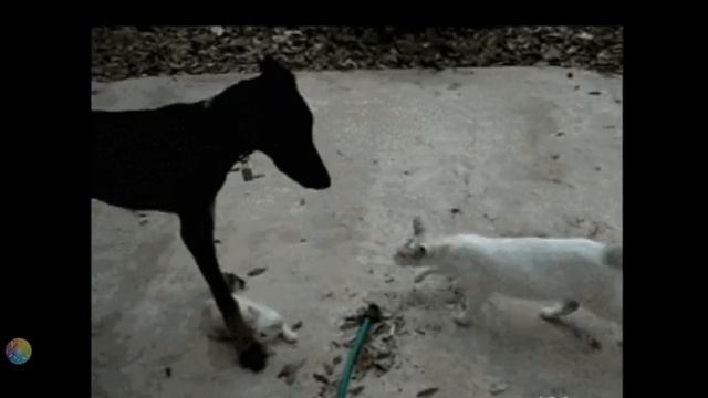 Позитивные животные смотреть онлайн