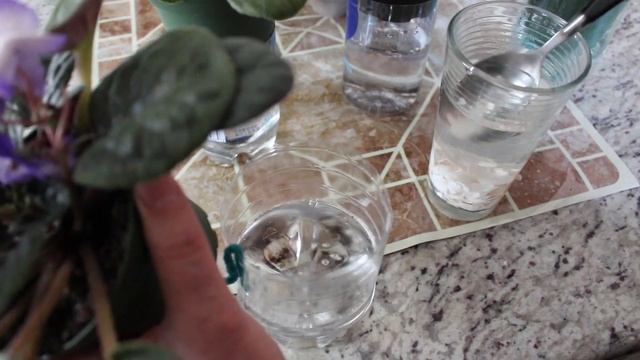 Kак поливать комнатные растения секретным рецептом