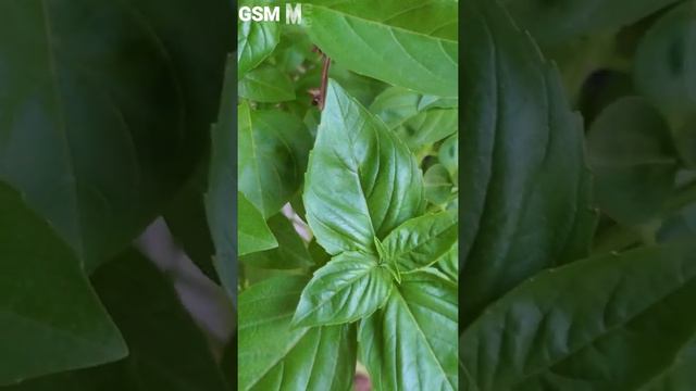basil tree| basil flower | basil seeds time lapse | basil leaves | #Short смотреть онлайн