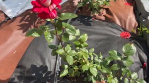 Роза №5 Julio Iglesias/Хулио Иглесиас