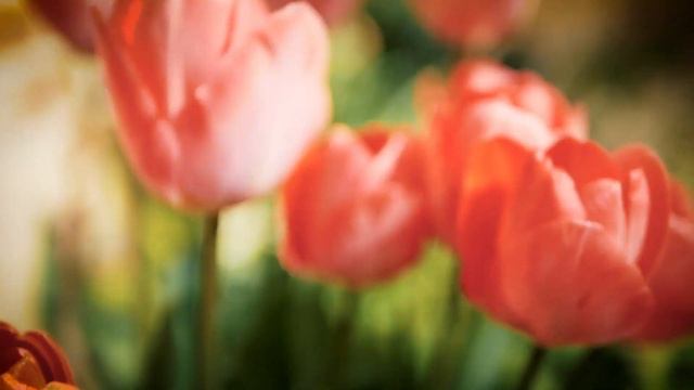 Tulips Flowers HD Video Footage | Flowers Stock Footage | HD vdoz смотреть онлайн
