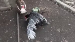 Селезень топчет утку