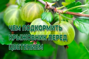 ЧЕМ ПОДКОРМИТЬ КРЫЖОВНИК ПЕРЕД ЦВЕТЕНИЕМ.