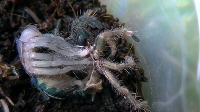 Holothele incei. Линька паука-птицееда смотреть онлайн