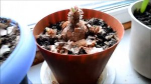 Гиппиаструмы!!! Выгонка цветочной стрелки!!!