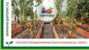 ГРАН-ПРИ!!! ЛУЧШАЯ НОВИНКА ТОМАТА В РОССИИ 2017 - КОТЯ F1