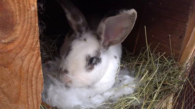 #Кролики и #крольчата - хорошие #новости смотреть онлайн