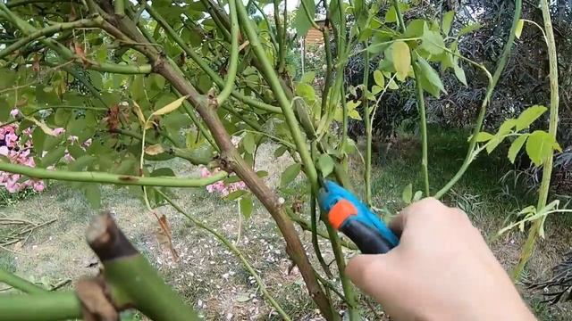 Подготовка мускусных роз к зиме  Омолаживающая обрезка взрослых кустов