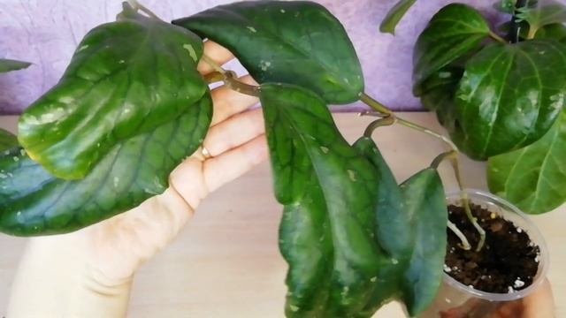 Топ 5 крупнолистных хой #хойя #хойиуход #цветы