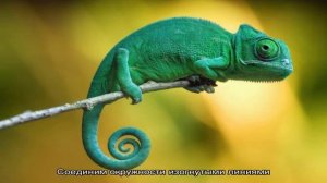 Как нарисовать хамелеона карандашом поэтапно для начинающих и детей: пошаговая инструкция. Детские.