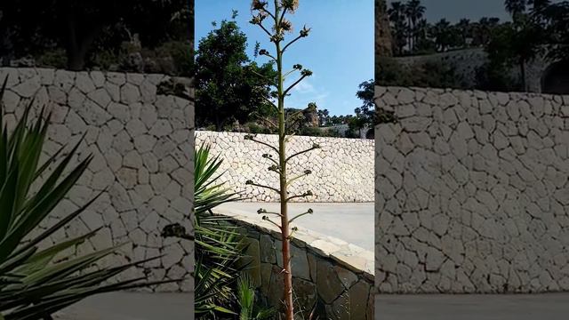 Агава погибнет? Турция. Анталия. Июнь. смотреть онлайн