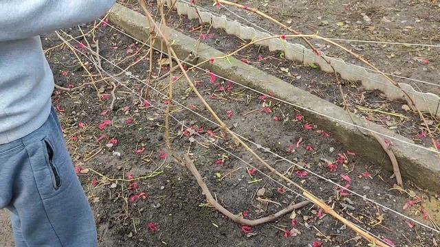 Обрезка однолетних, двухлетних, трёхлетних и четырëхлетних кустов винограда. смотреть онлайн