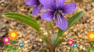 Виола маньчжурская. Краткий обзор, описание характеристик, где купить саженцы viola mandshurica