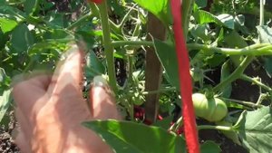 ПОДВЯЗКА ДВУХ ТОМАТОВ К ОДНОМУ КОЛУ. Ольга Чернова.