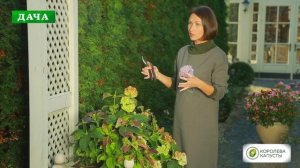 ГОРТЕНЗИЯ КРУПНОЛИСТНАЯ - подготовка к зиме и способы укрытия