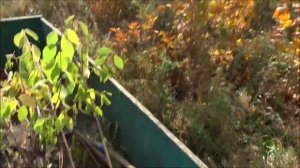 Деревенские будни.Осенний лес. Посадка саженцев липы.